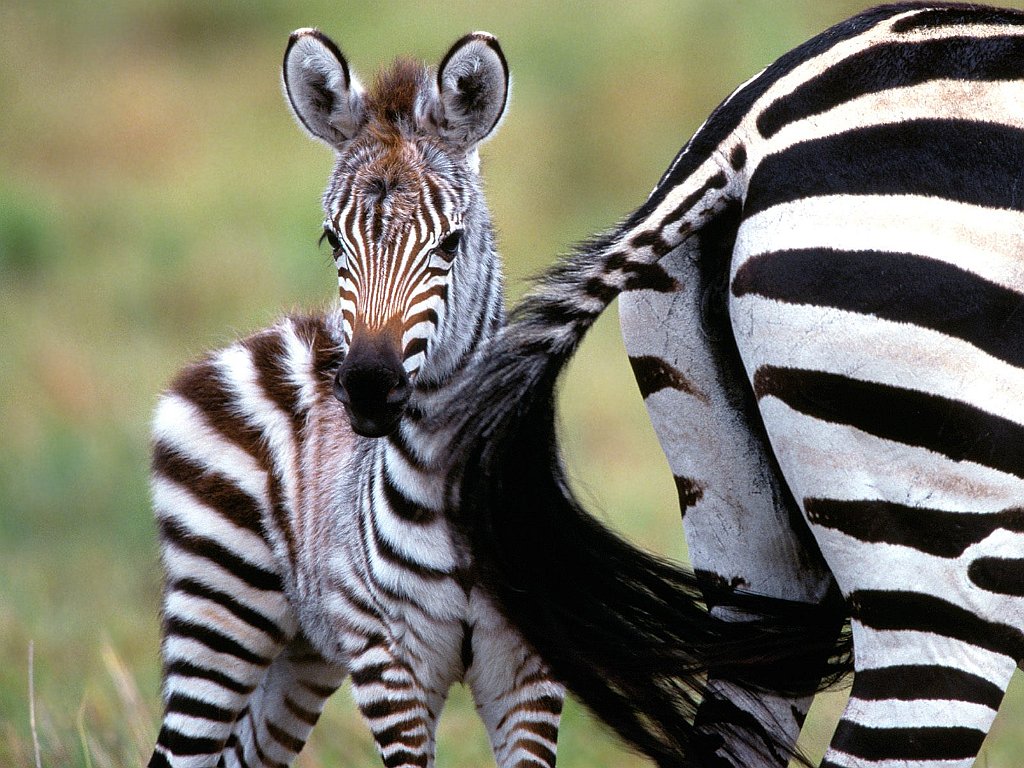 Natural Flyswatter, Burchell's Zebras, Kenya, Africa
